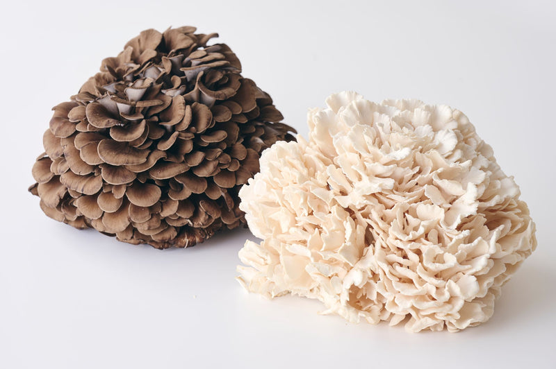 Maitake Mushrooms (Black & White)